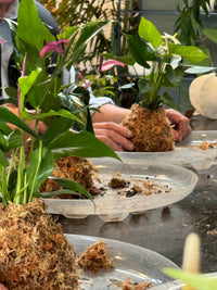 Kokedama Workshop - Golden Tuesday's
