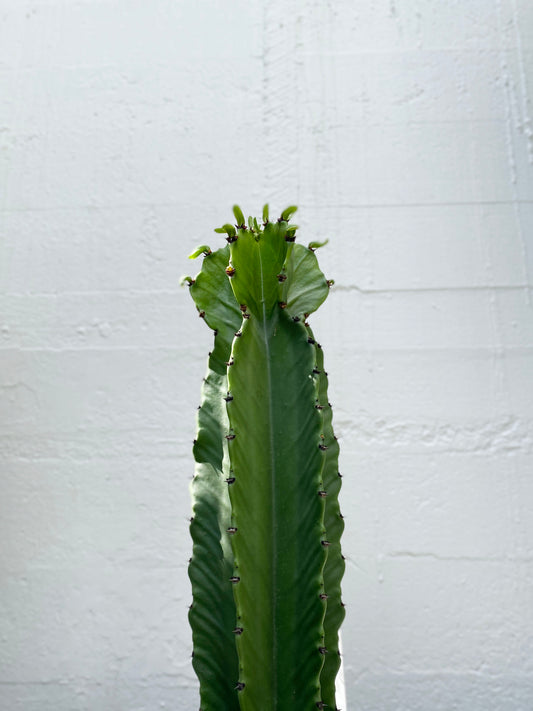 Euphorbia 'ingens'