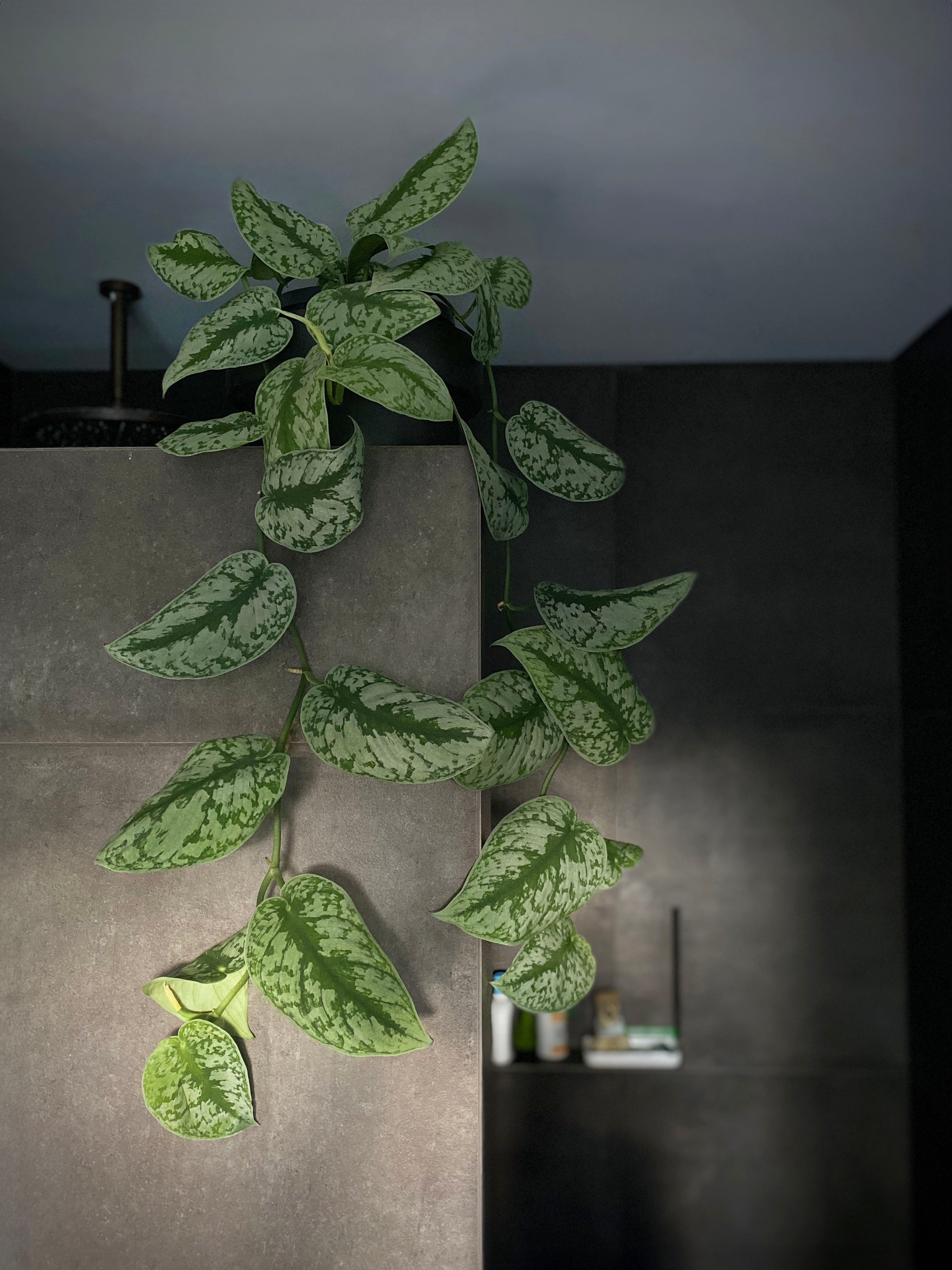 trebie pothos Epipremnum 'Trebie/Exotica' – Babylon Store