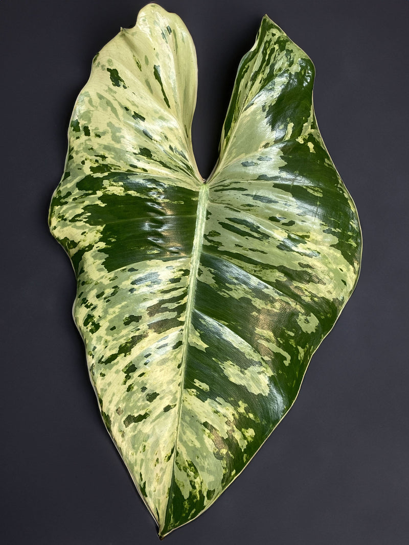 Philodendron 'ilsemanii variegata'