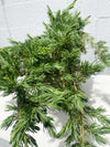 Juniperus