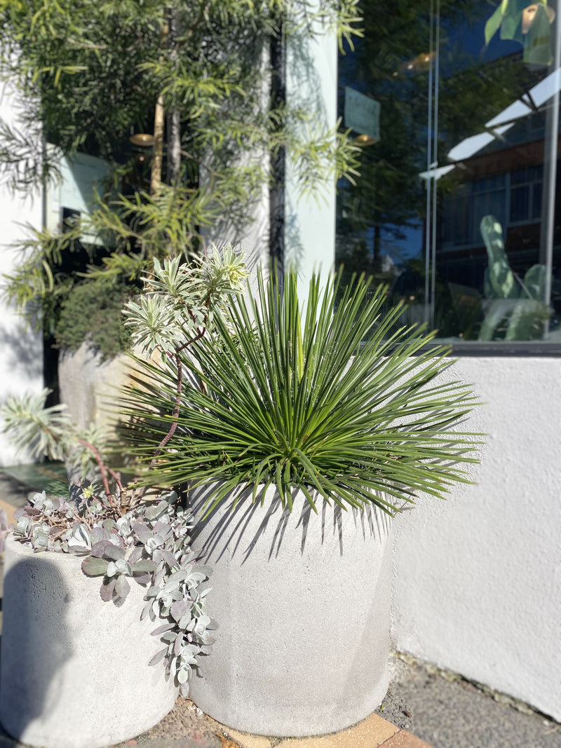 Agave geminiflora