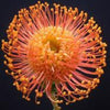 Leucospermum Harry chittick