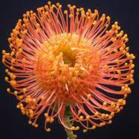 Leucospermum Harry chittick