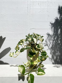 Epipremnum 'Aureum' - Manjula Pothos