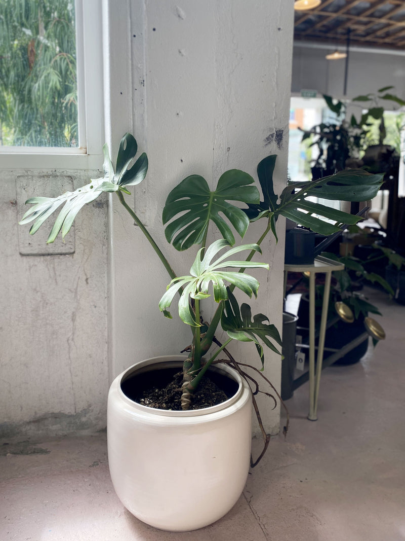 Monstera deliciosa (Fruit Salad Plant)