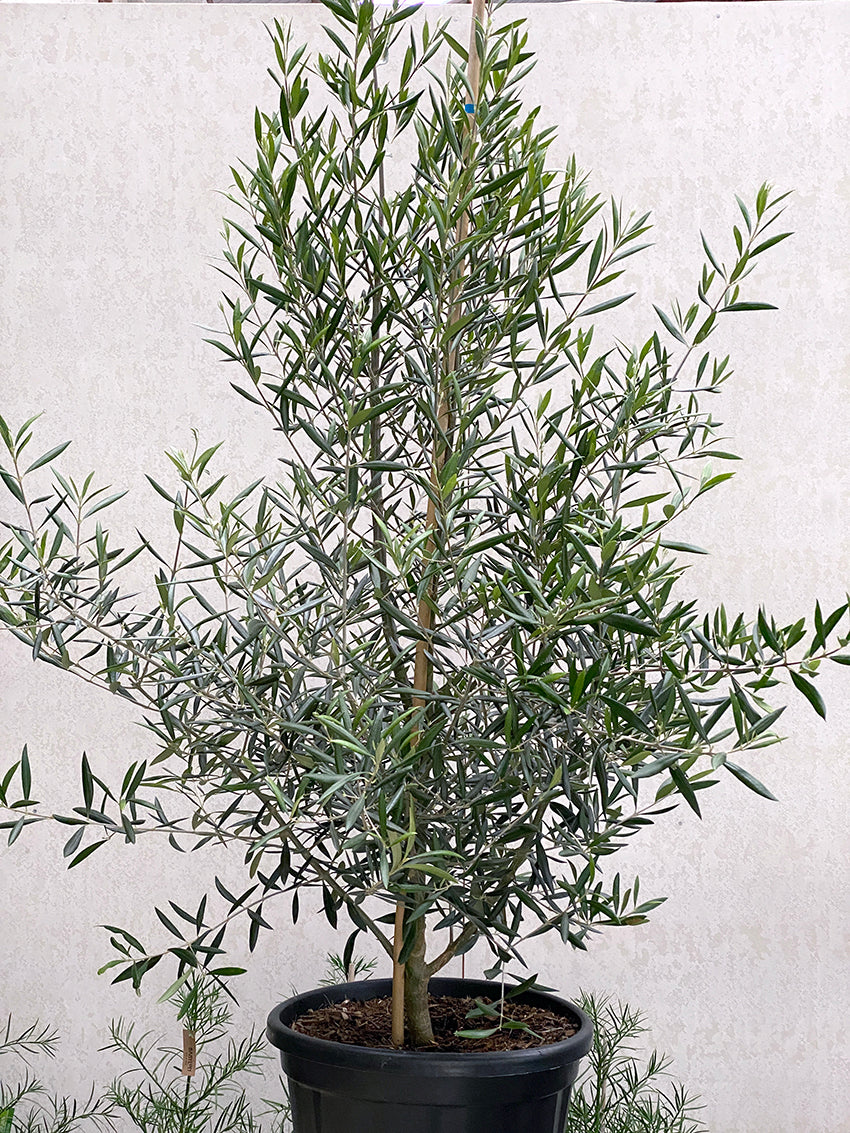 Olea - Olive tree