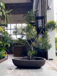 Cloud tree - Podocarpus gracillor