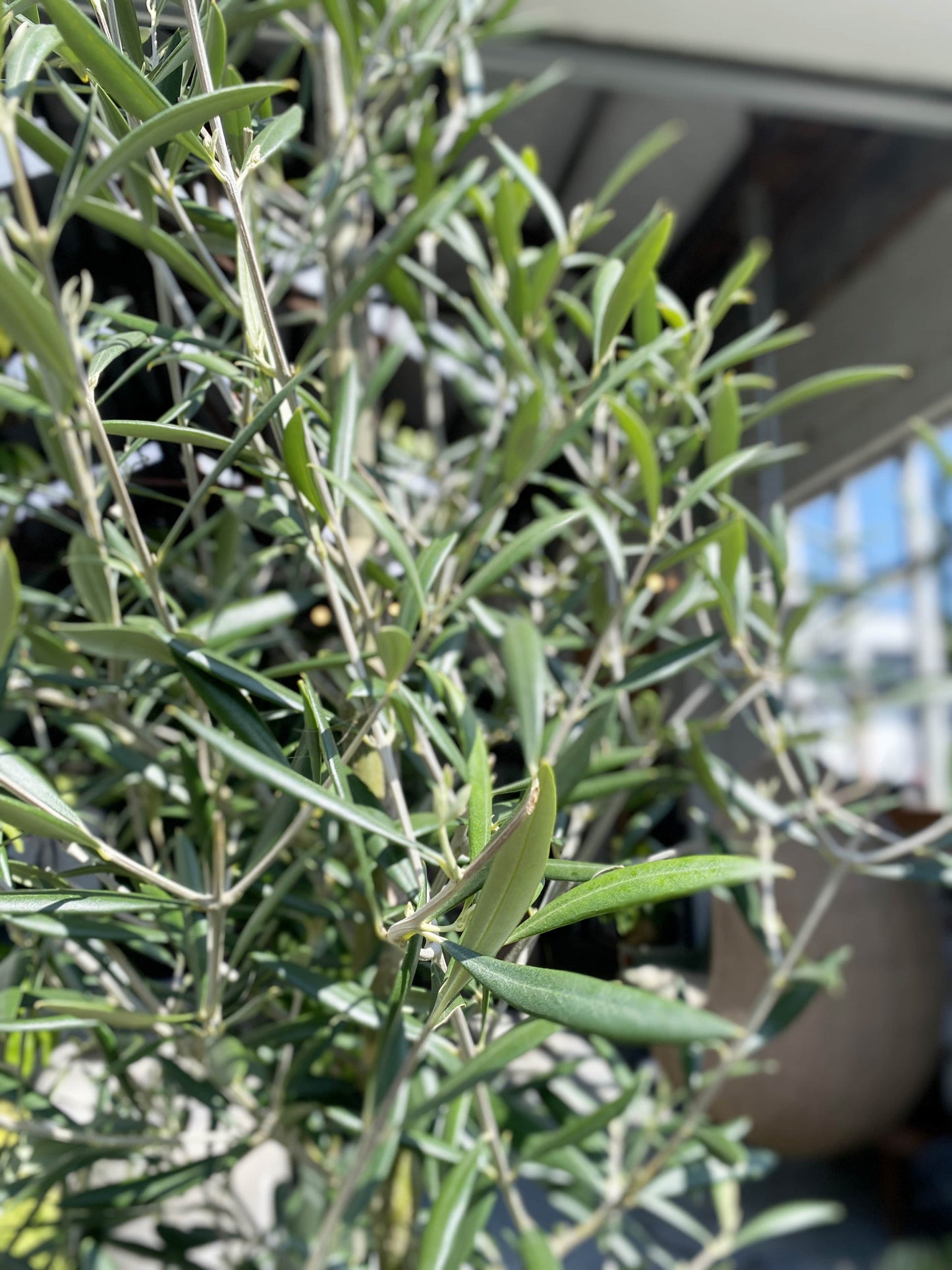 Olea - Olive tree