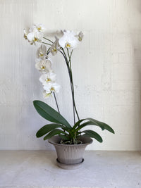 Phalaenopsis Orchid - Moth orchid Grandiflora