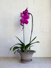 Phalaenopsis Orchid - Moth orchid Grandiflora