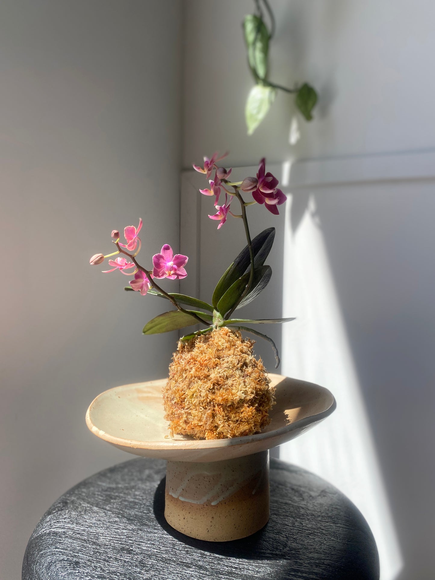 Kokedama: Orchid coco