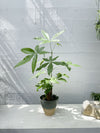 money tree nz Money Tree