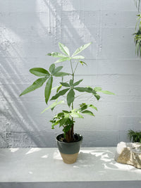 money plant nz Money Tree