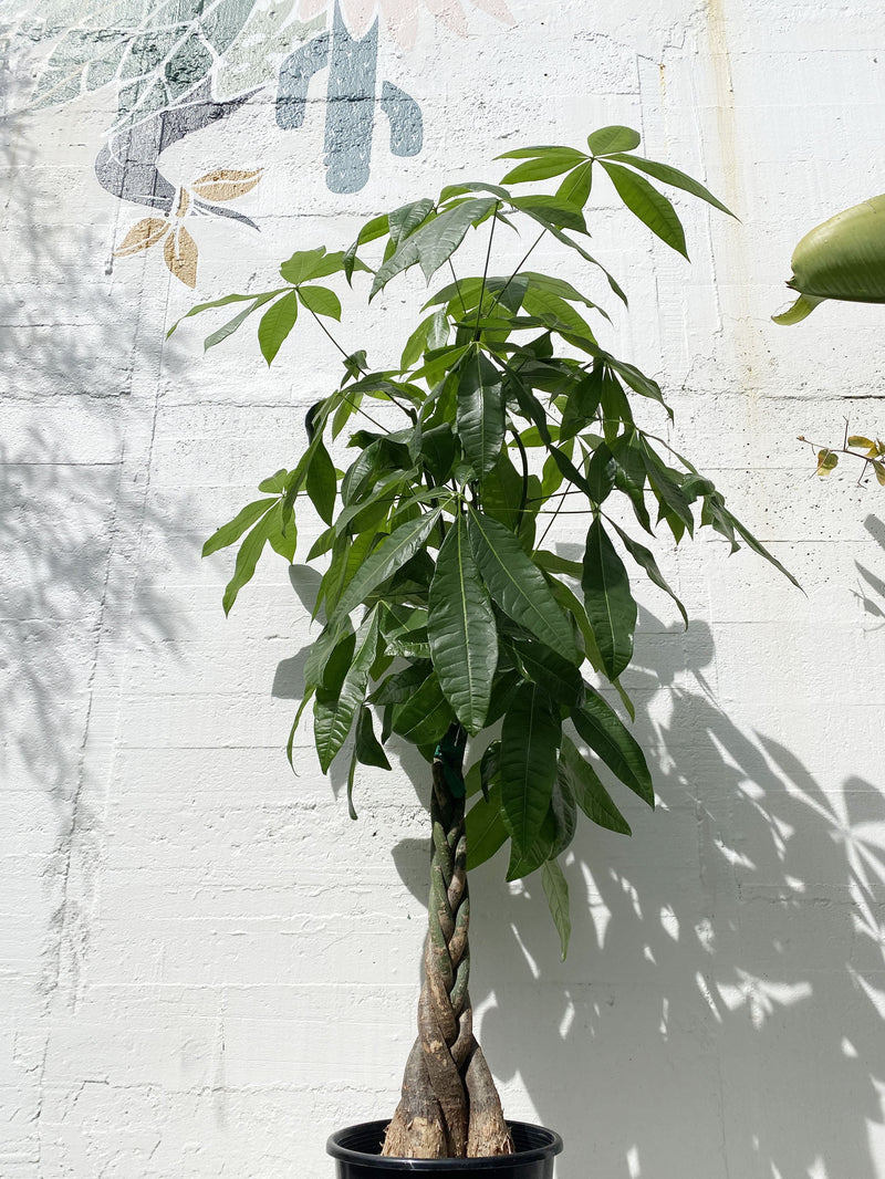 Money Tree Plant