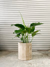 Peace Lily - Spathiphyllum