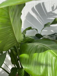 Peace Lily - Spathiphyllum