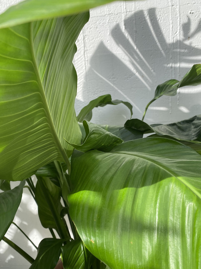 Peace Lily - Spathiphyllum