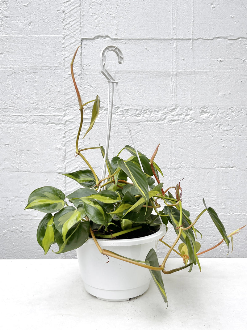 brasil philodendron nz Philodendron brasil – Babylon Store