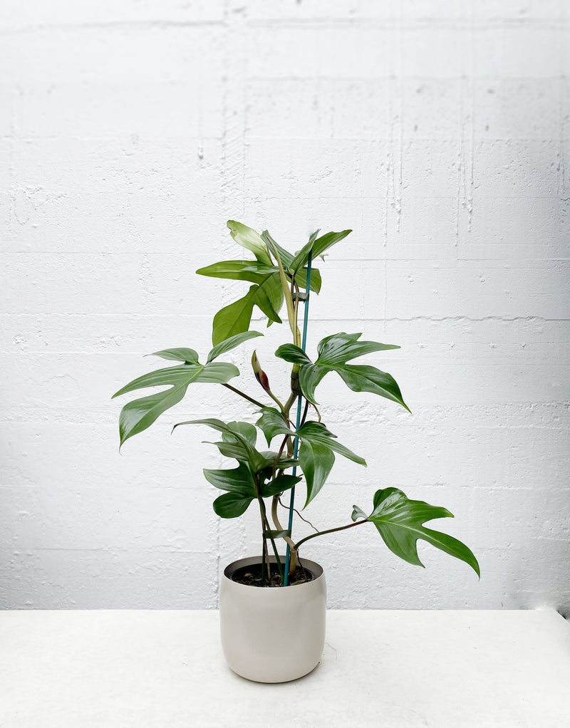 Lush Philodendron houseplant