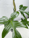 Philodendron 'florida'