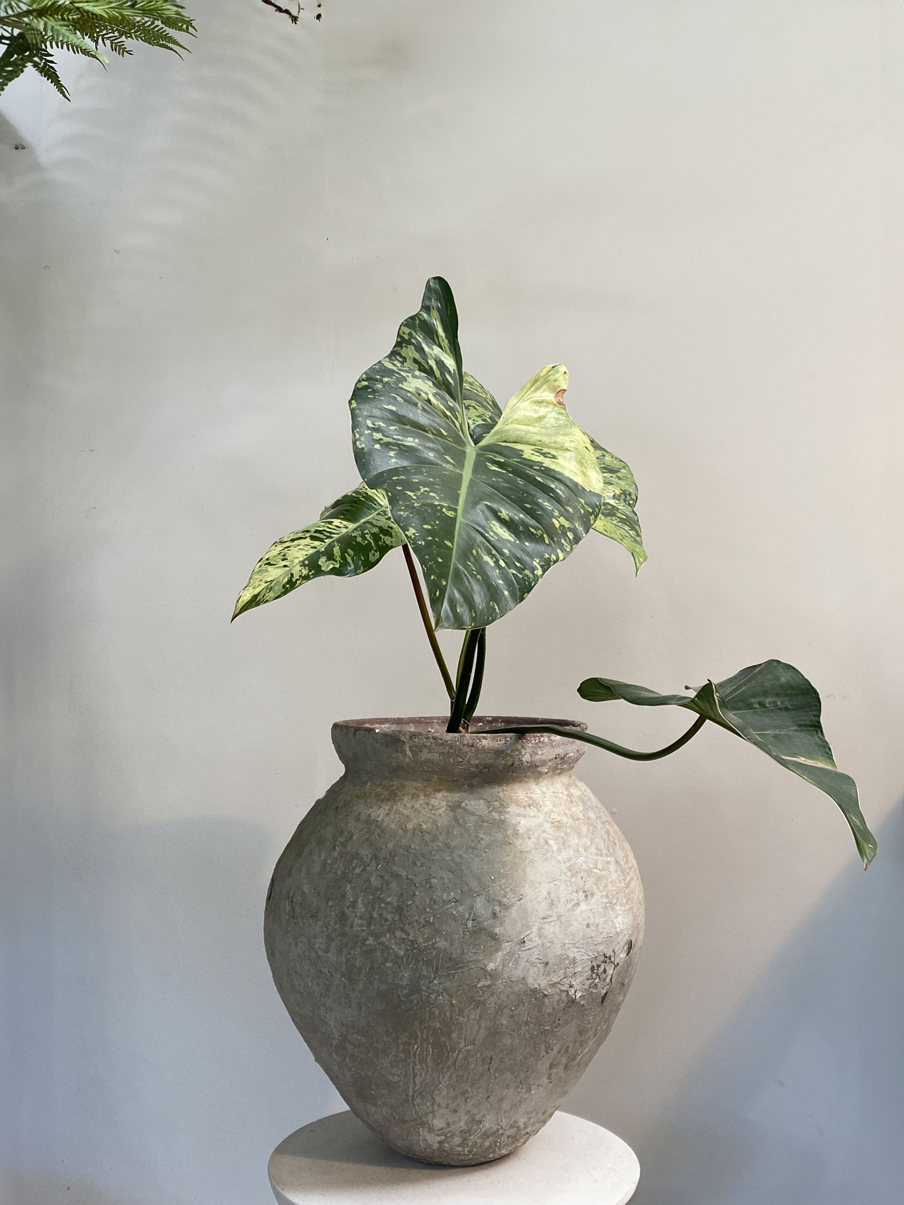 Philodendron 'ilsemanii variegata' – Babylon Store