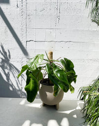 Philodendron imbe