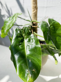 Philodendron imbe