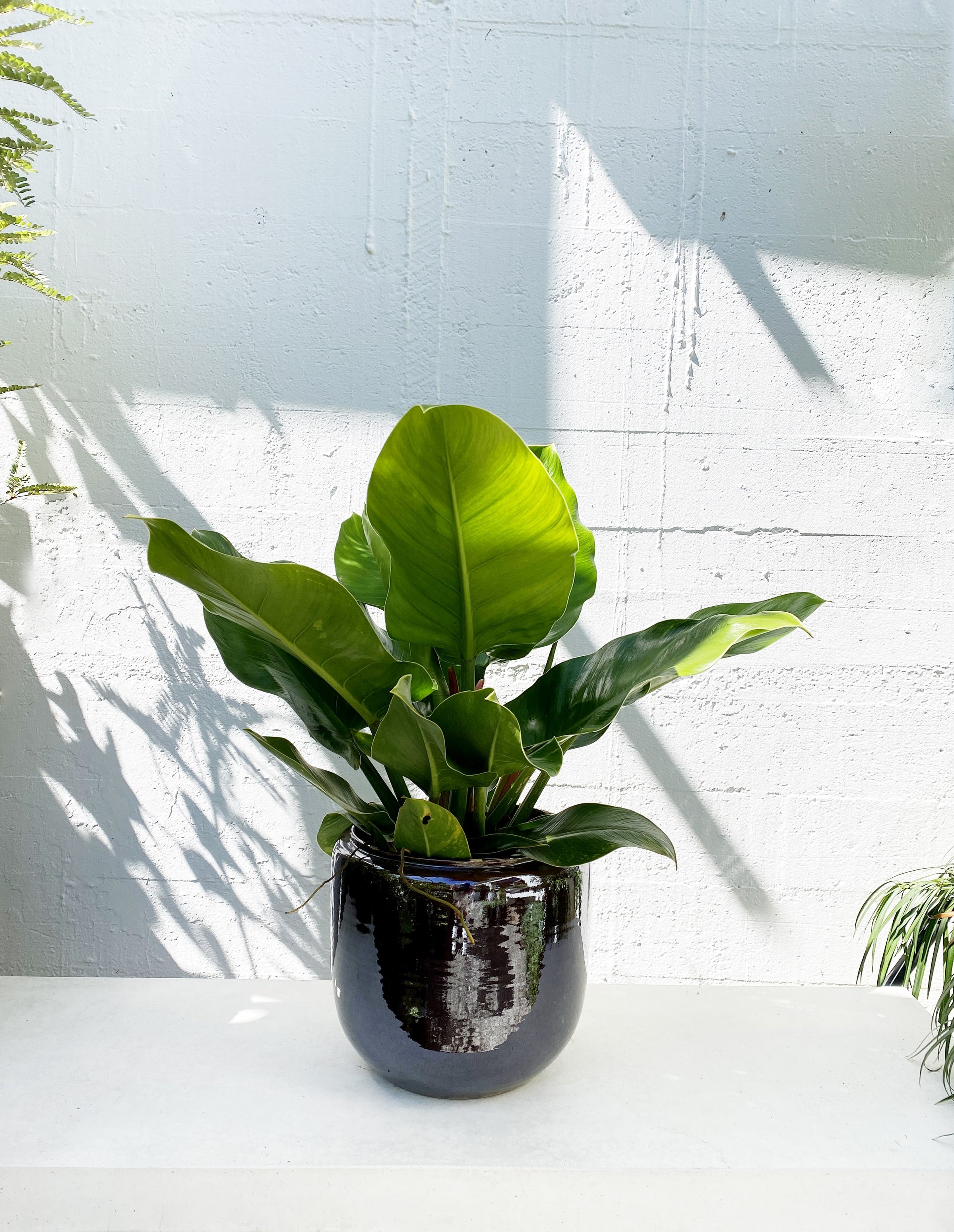 green imperial philodendron Philodendron Imperial green – Babylon Store