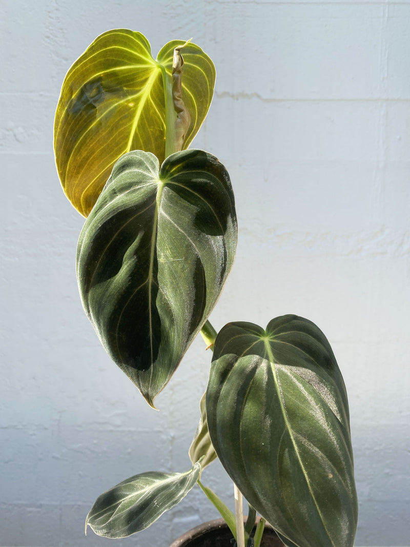 Philodendron Melanochrysum