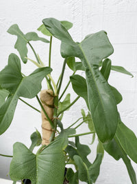 Philodendron Panduriforme on Ponga pole