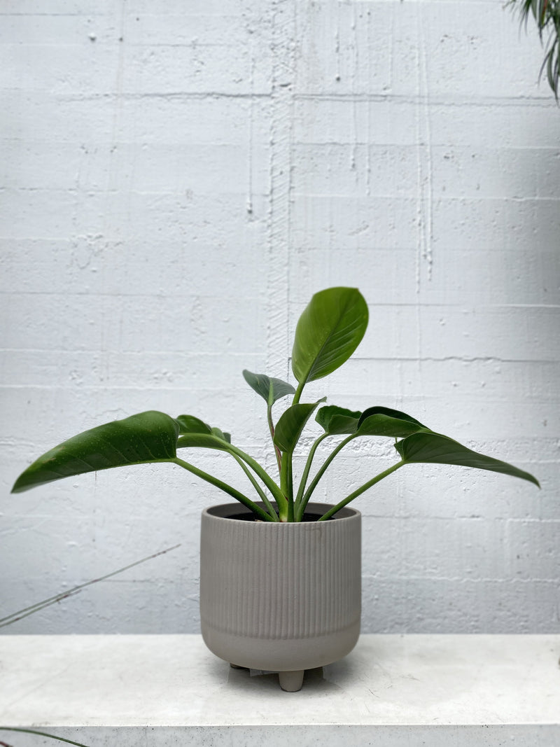 philodendron congo red core Philodendron 'Red Core Congo' – Babylon Store