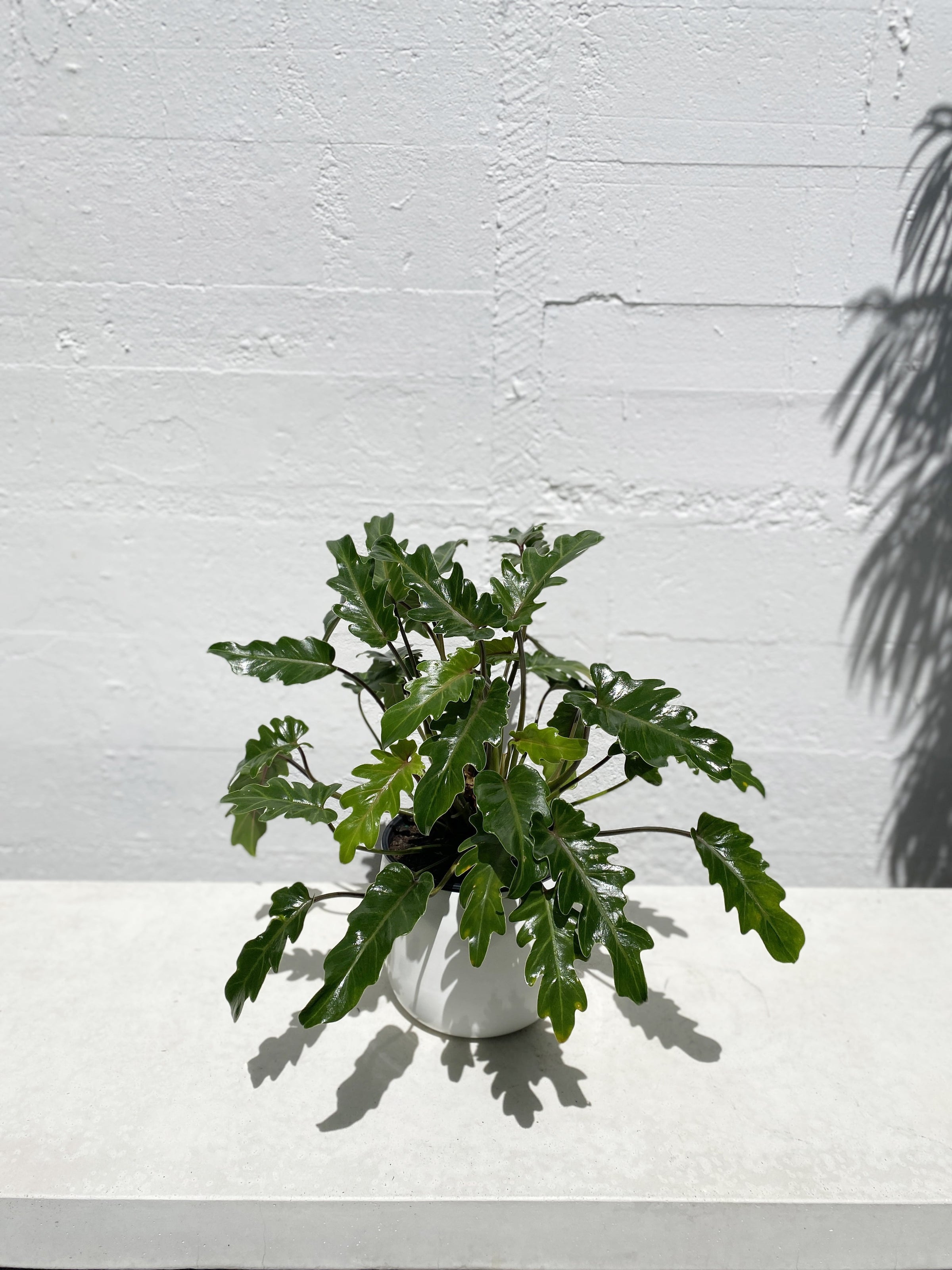 philodendron selloum xanadu Philodendron xanadu – Babylon Store