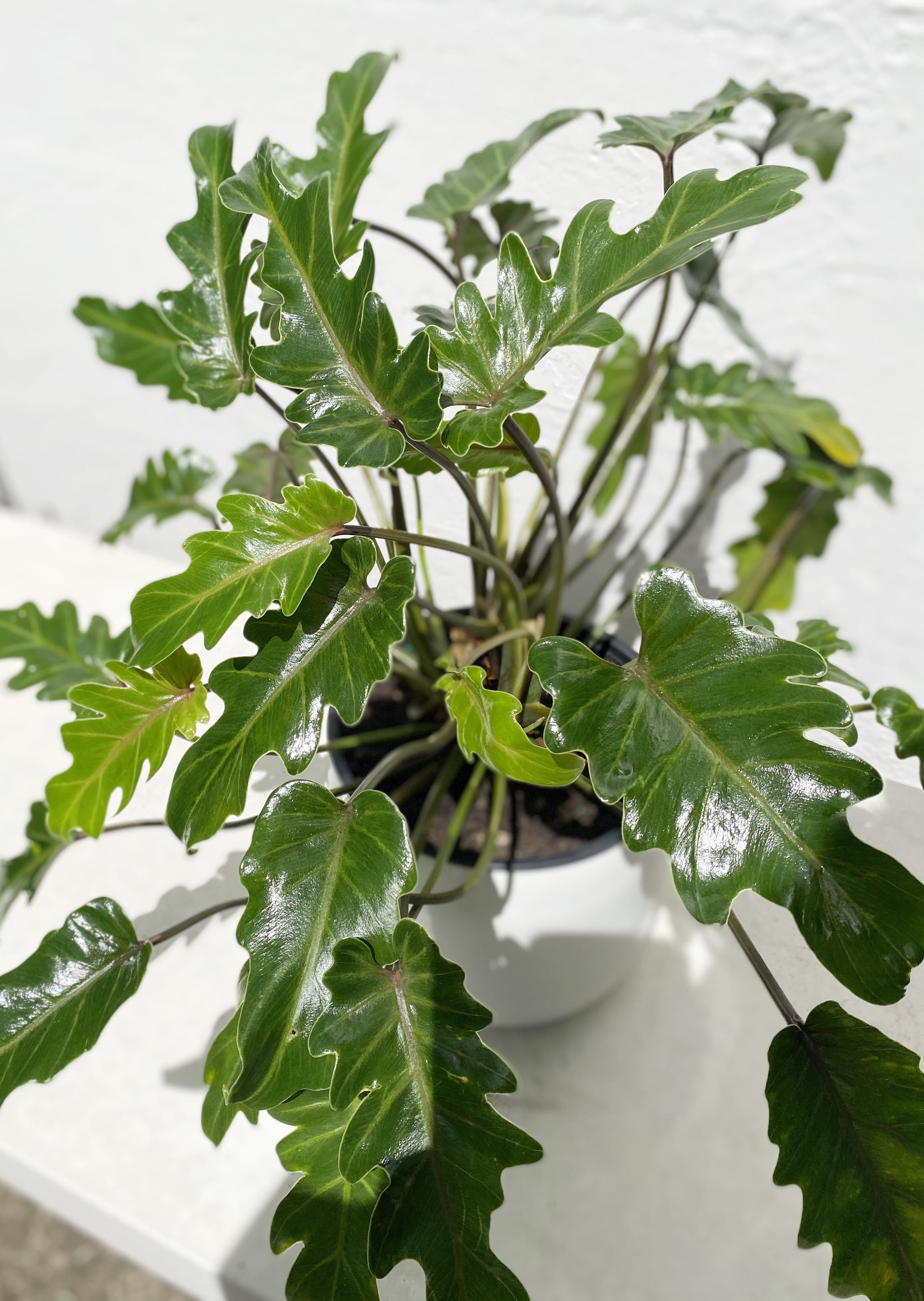 philodendron xanadu nz Philodendron xanadu – Babylon Store