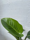 Philodendron 'Red Core Congo'