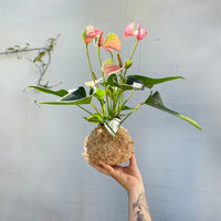 Anthurium Kokedama