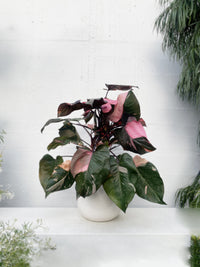 Philodendron 'Pink Princess'