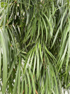 Podocarpus henkelii