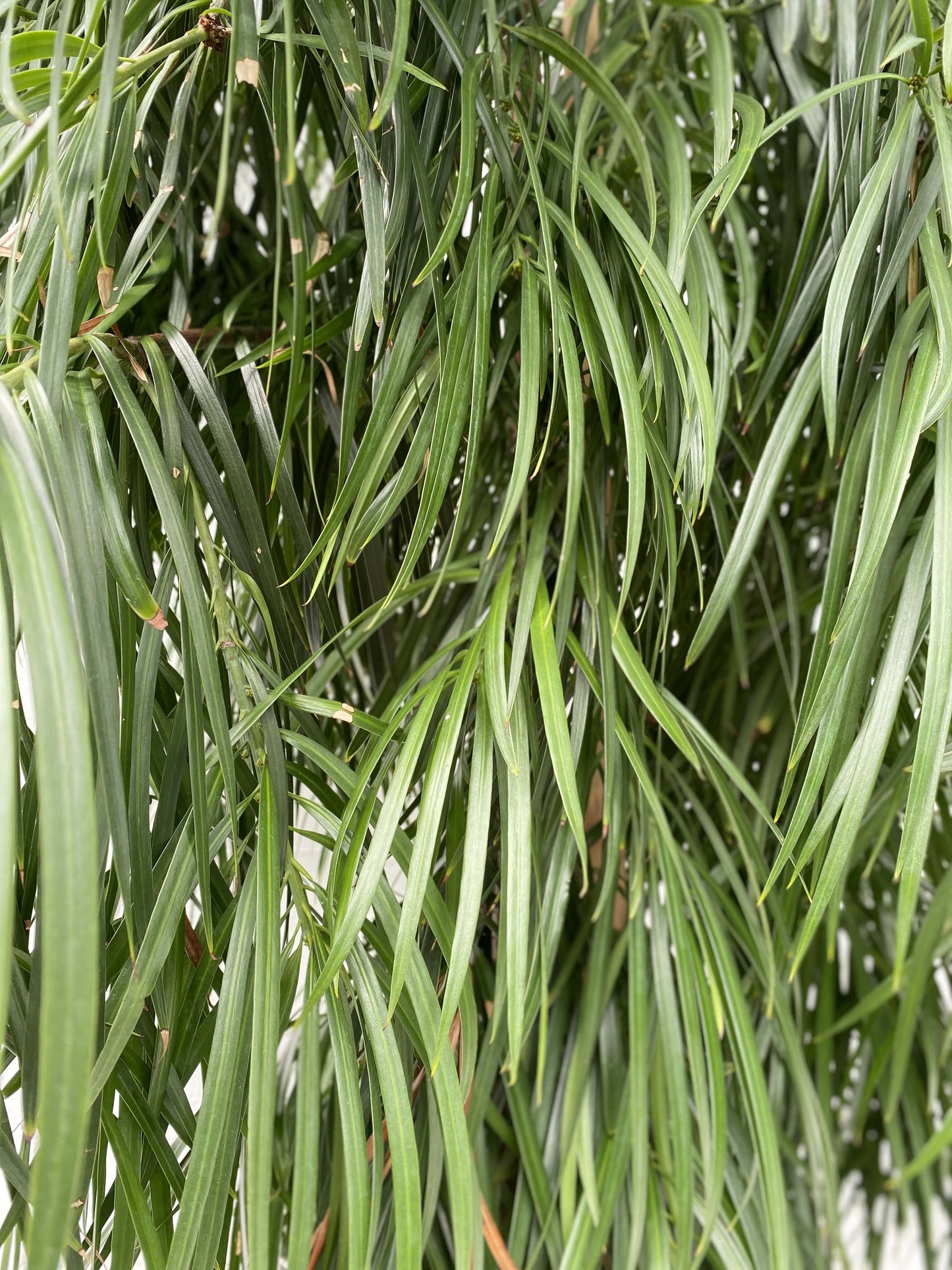 Podocarpus Henkelii