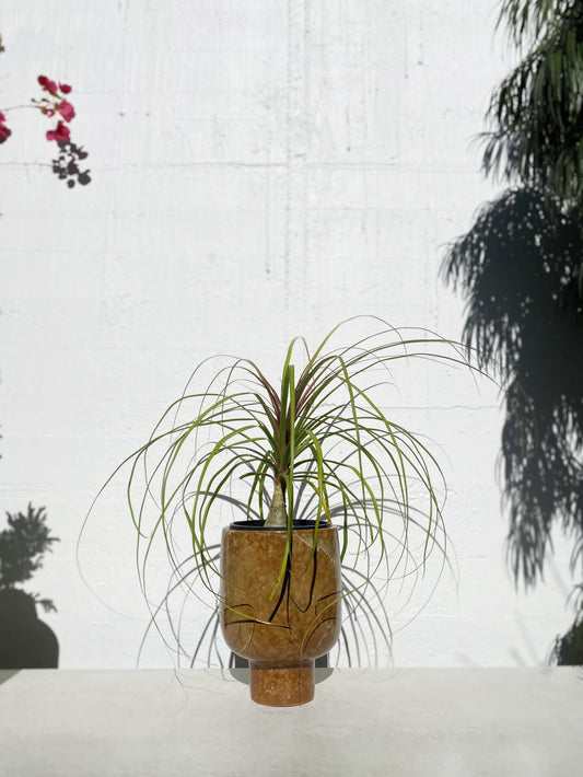 Beaucarnea recurvata 'Ponytail Palm'