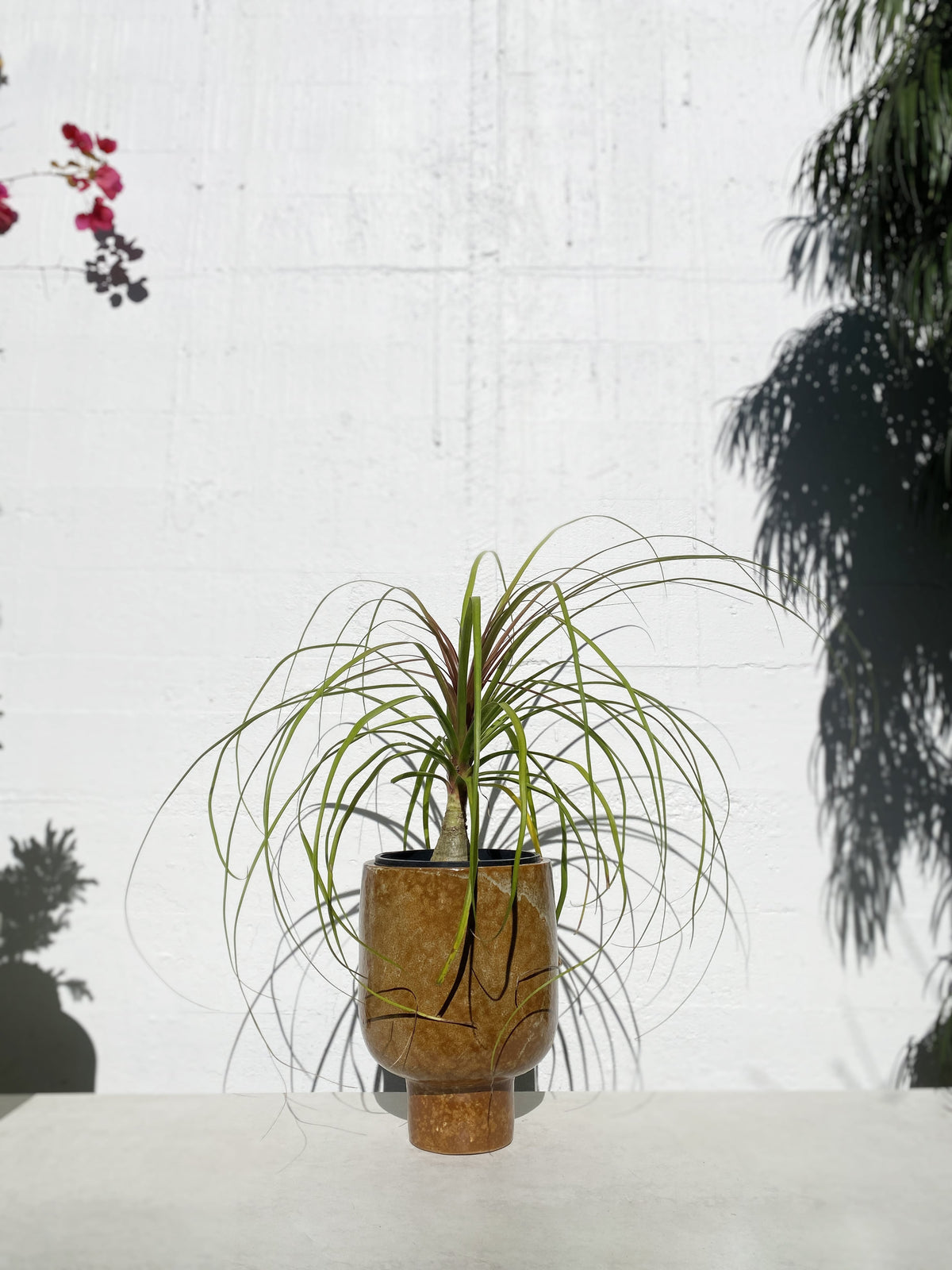 Indoor Palm Plants