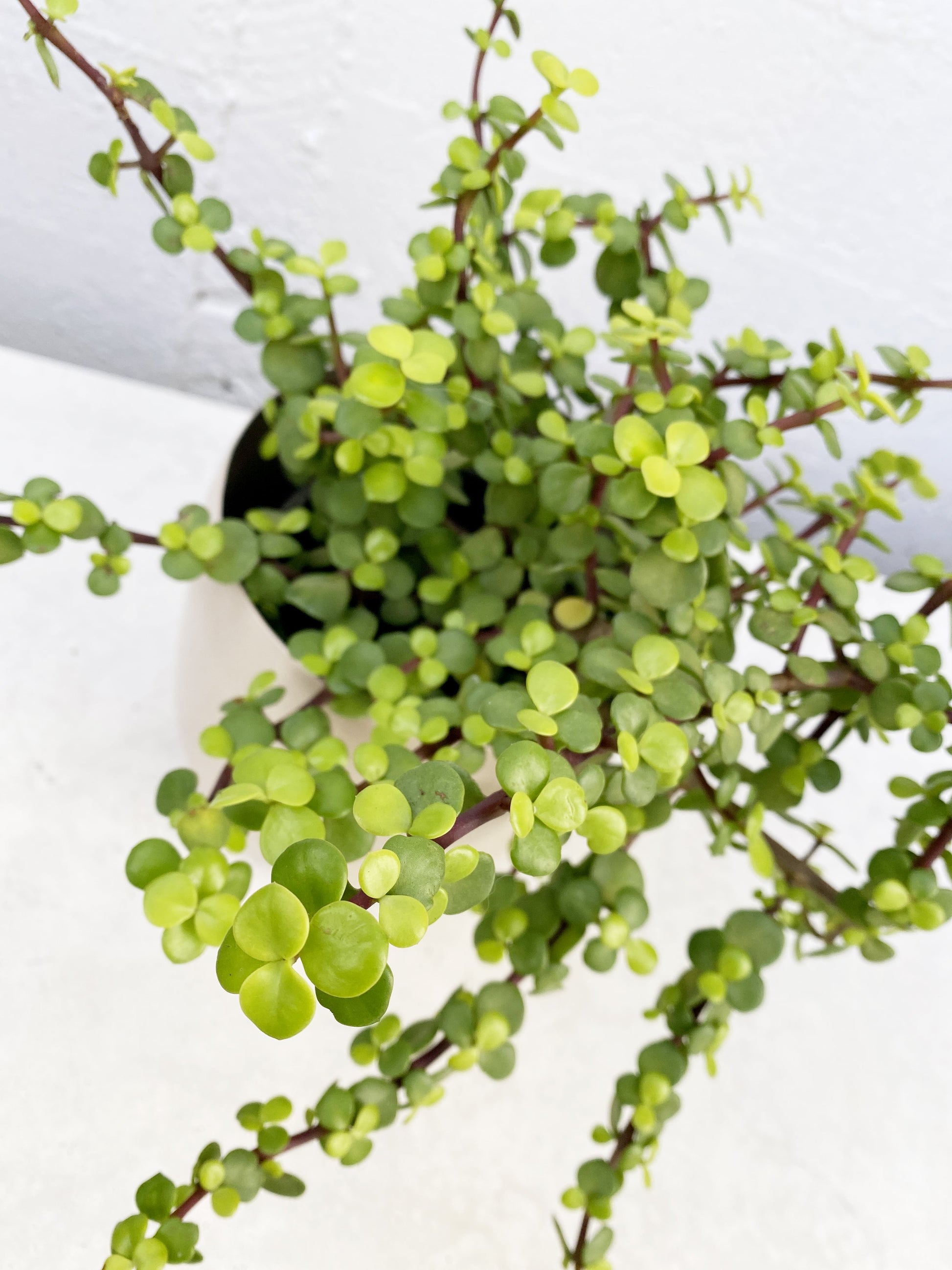 Portulacaria afra: Elephant Bush Succulent – Babylon Store