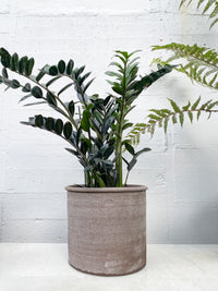 Zamioculcas zamiifolia - Raven ZZ