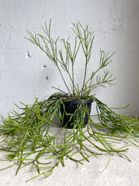 Rhipsalis sulcata