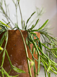 Rhipsalis sulcata