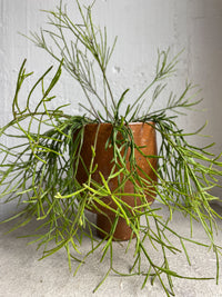 Rhipsalis sulcata