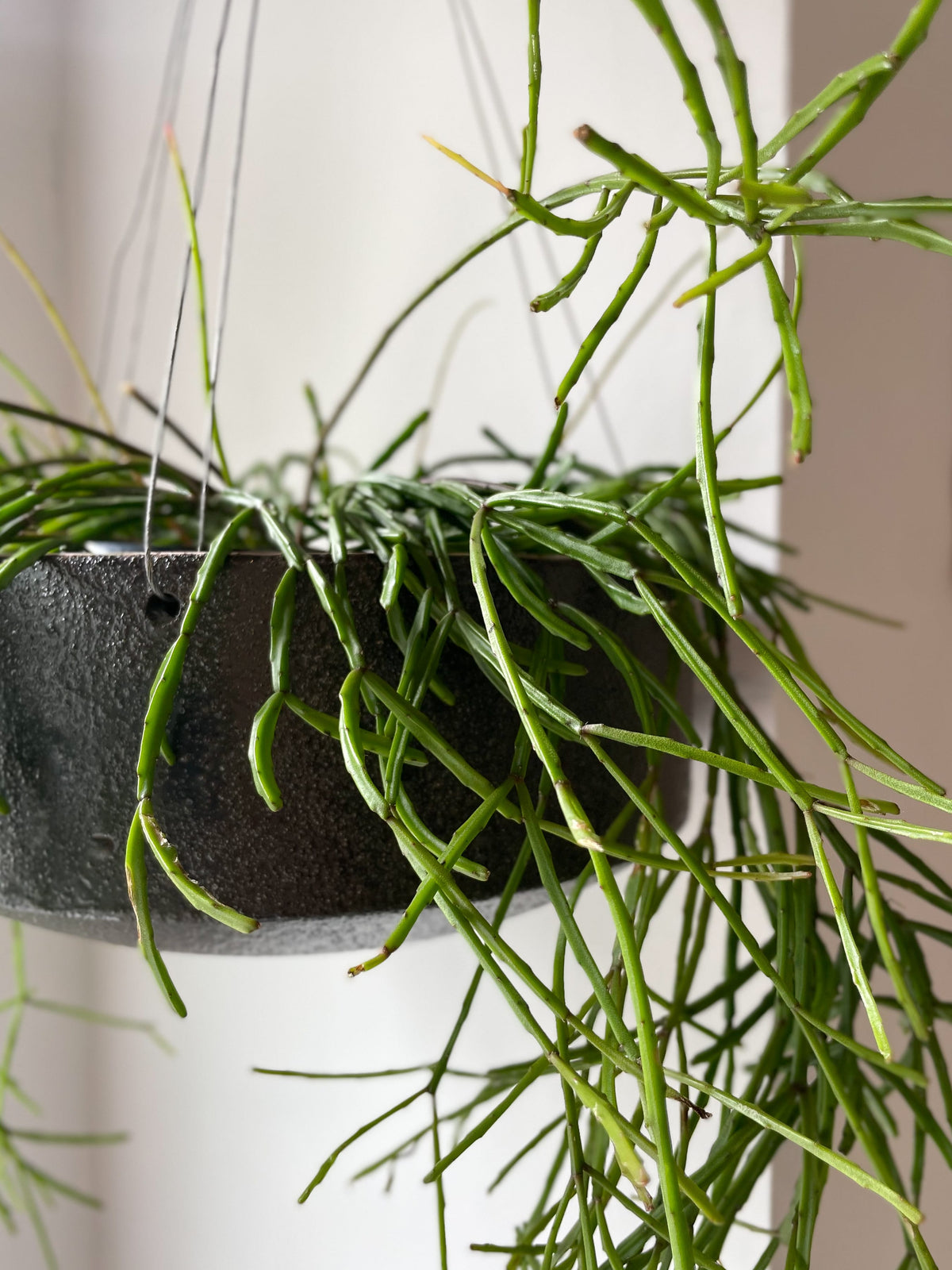 Rhipsalis sulcata