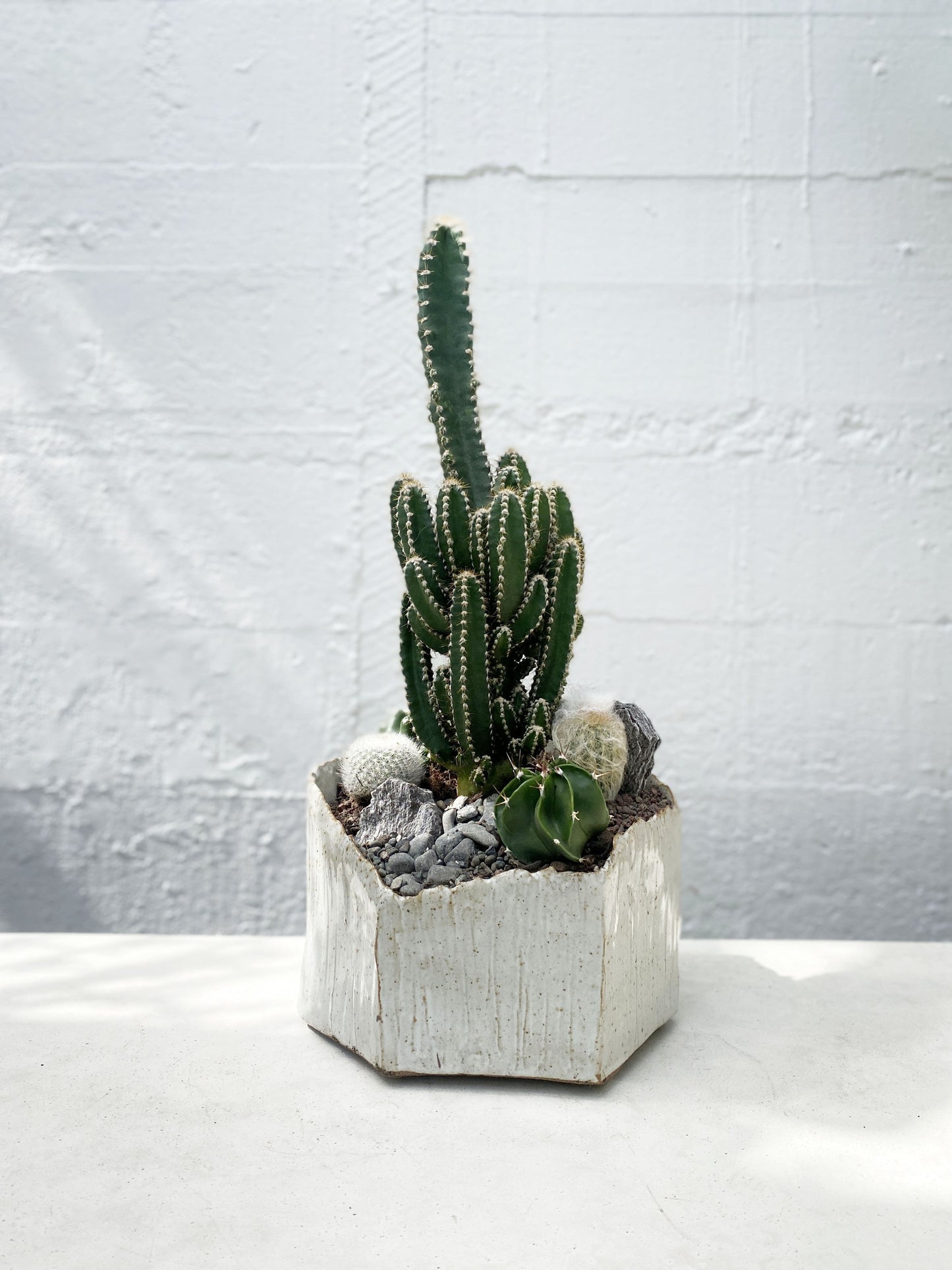Octagon Cactus Set