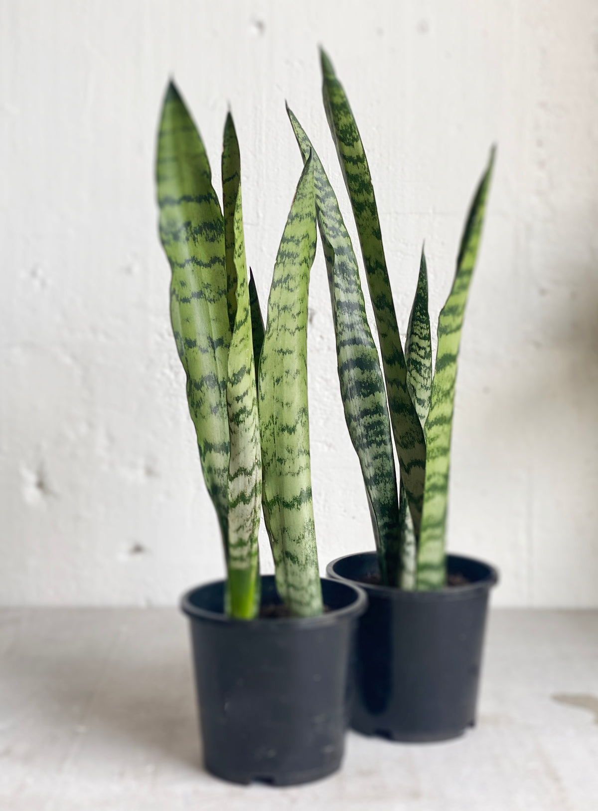 Sansevieria black coral
