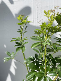 Schefflera Arboricola - Umbrella Plant